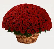 Премиум букет из: Розы в Асбесте